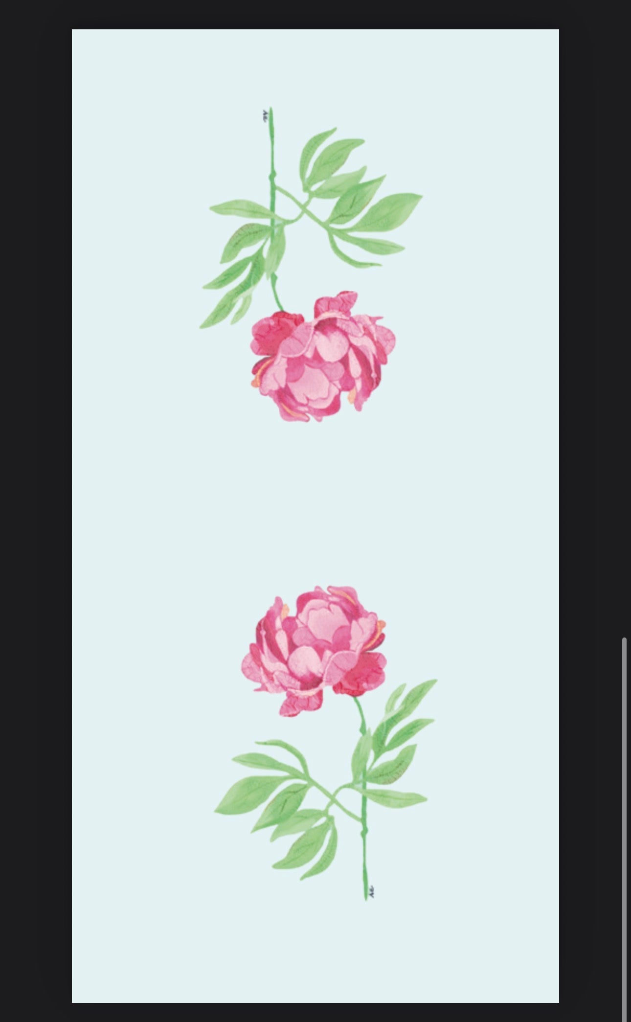 Blush & Dew Peony