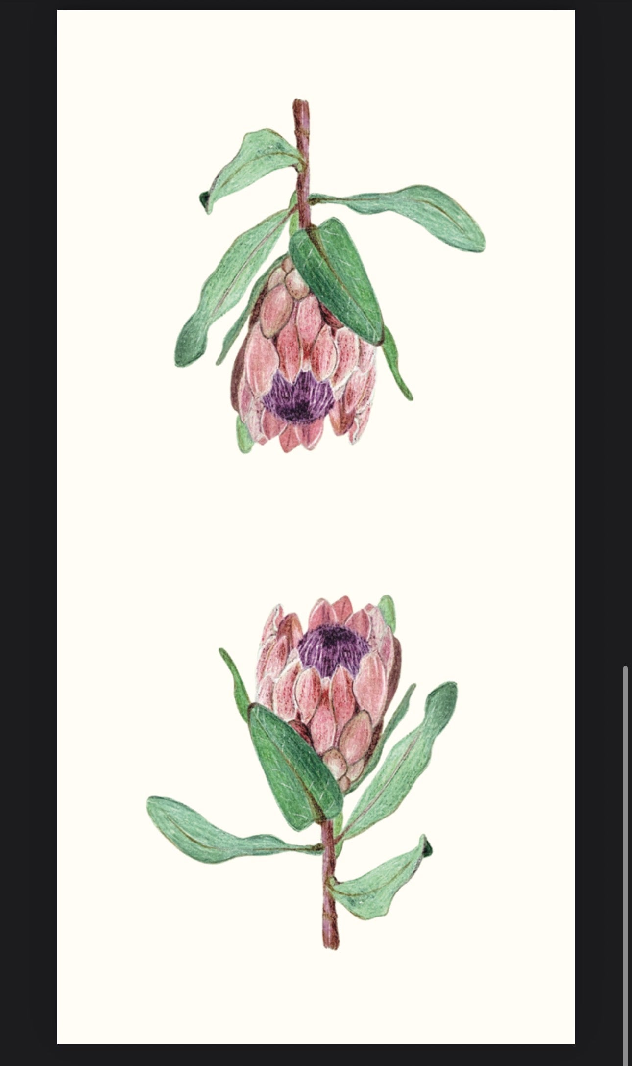 The Ancient Bloom
